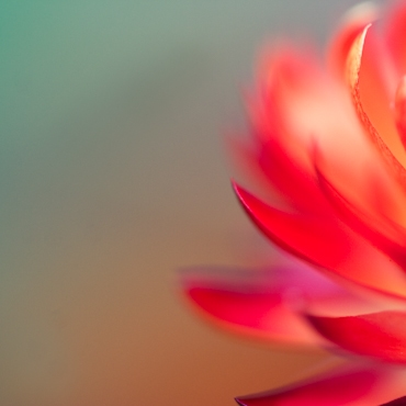 Macro Photography Workshop