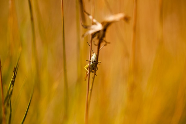 Wildlife Photography