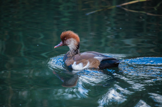 Male-Red-Crested-Pochard