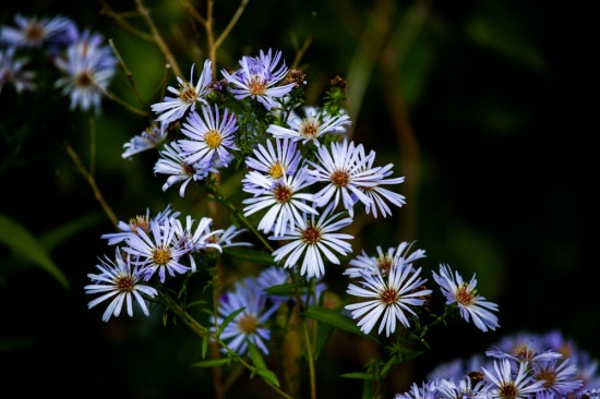 Purple-Daisies