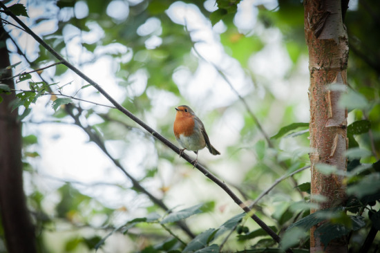 Robin-in-Tree