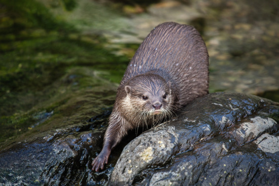 Short-Clawed-Asian-Otter