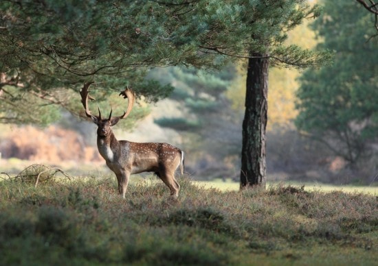 Wildlife Photography Workshop-1