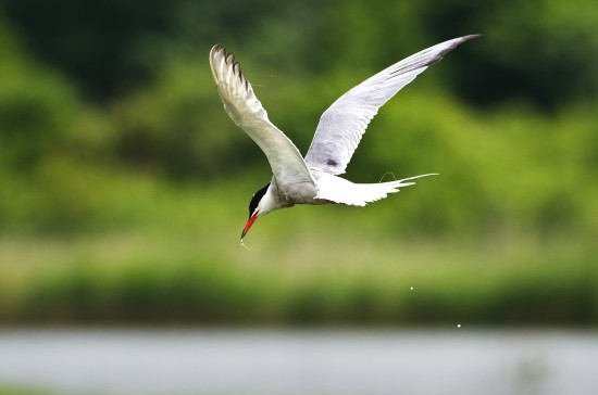 Common Tern