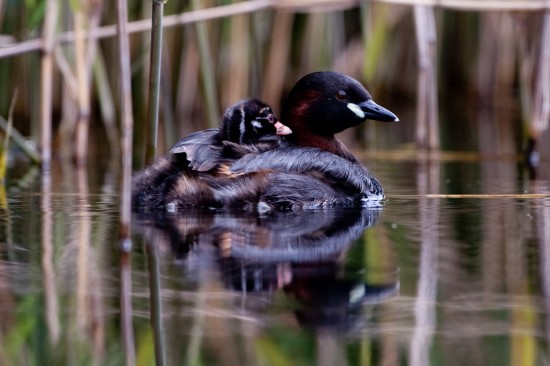 Little Grebe