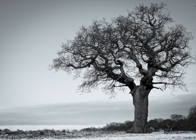 Richmond Park by Martin Dahlgren
